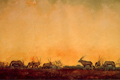 Bild Eine Herde äsender Oryx im Sonnenuntergang von Uli Aschenborn